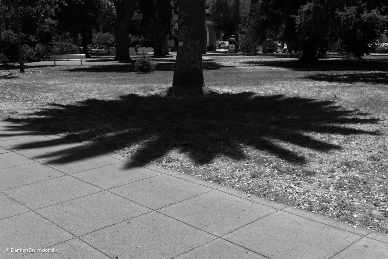 À l'ombre des palmiers